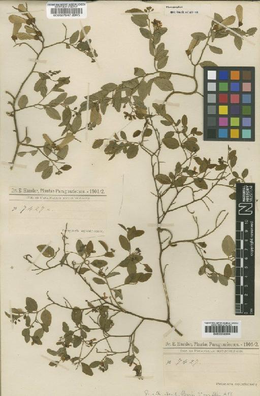 Securidaca ovalifolia var. microphylla Chodat - BM000527047