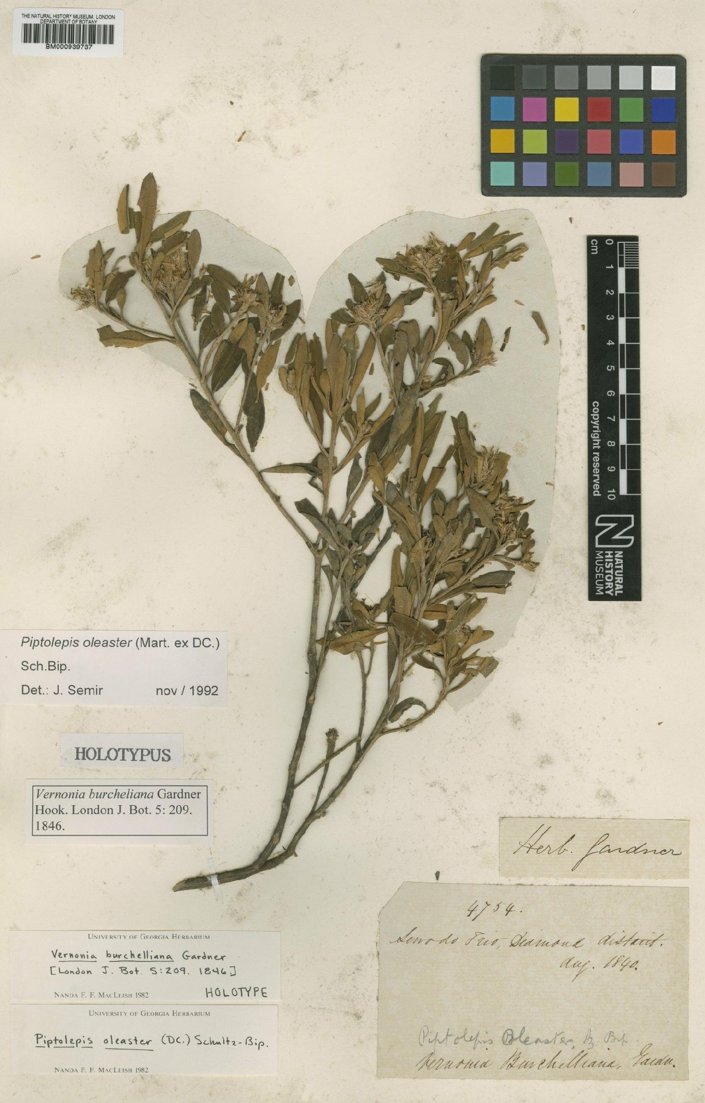 To NHMUK collection (Piptolepis oleaster (DC.) Sch.Bip.; Holotype; NHMUK:ecatalogue:2283843)