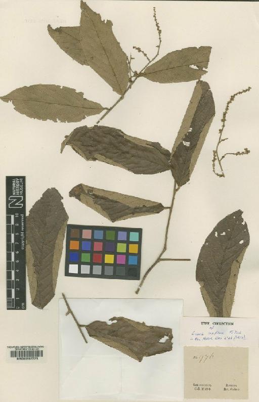 Licania laxiflora Fritsch - BM000602323