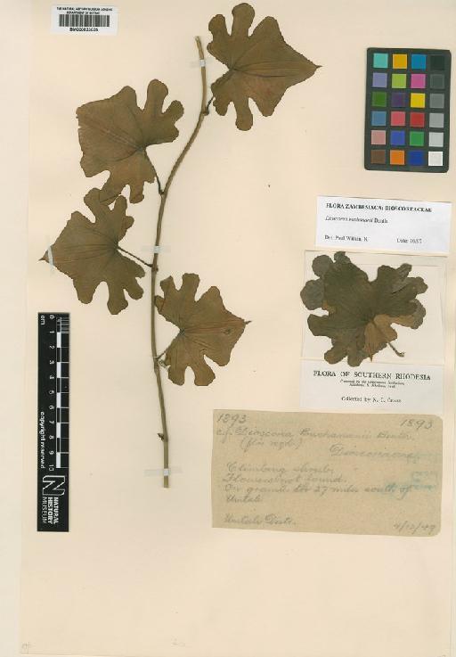 Dioscorea buchananii Benth. - BM000833035