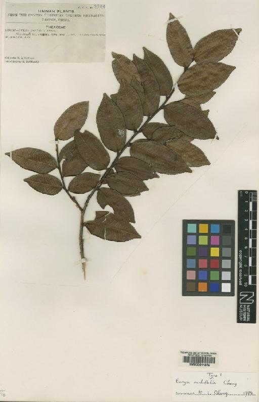 Eurya ovatifolia Chang - BM000611864