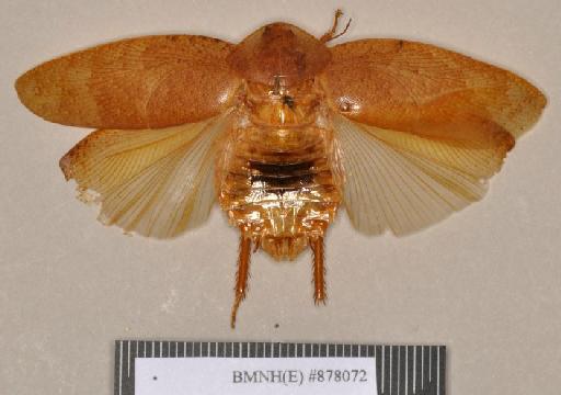 Epilampra deplanata Walker, 1868 - Epilampra deplanata Walker, F, 1868, unsexed, holotype, dorsal. Photographer: Heidi Hopkins. BMNH(E)#878972