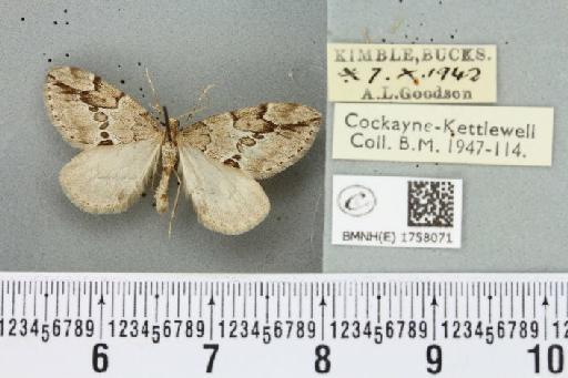 Thera juniperata juniperata ab. divisa Strand, 1901 - BMNHE_1758071_339850