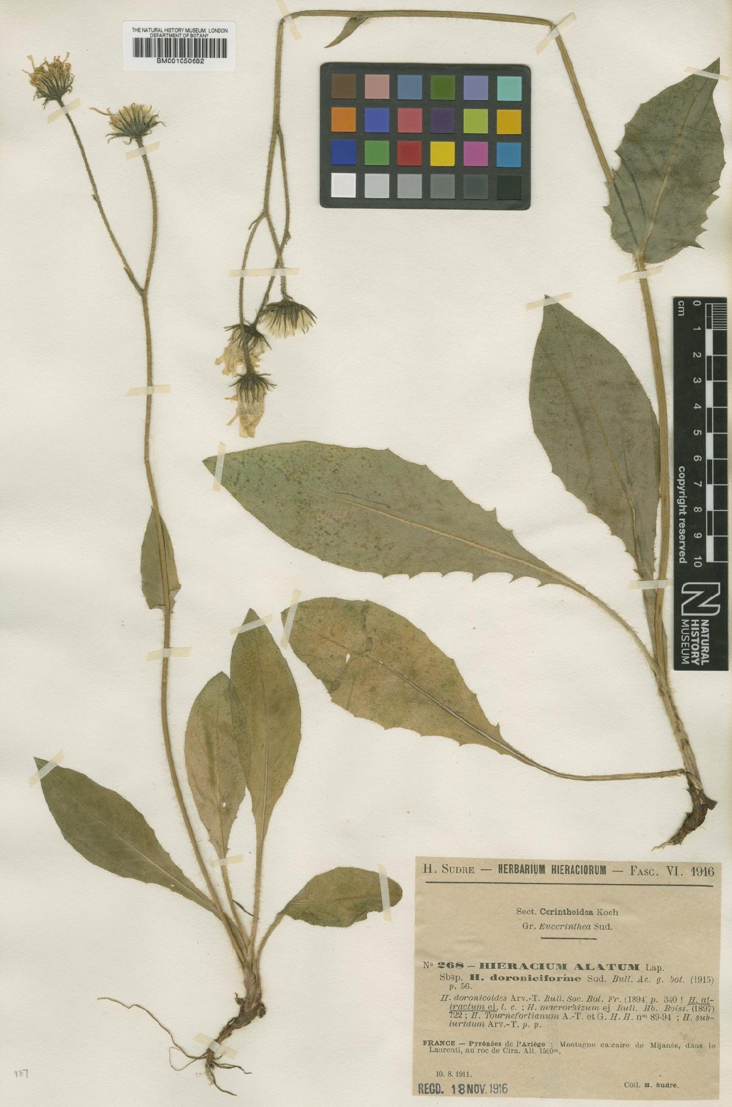 To NHMUK collection (Hieracium mougeotii subsp. attractum (Arv.-Touv.) Zahn; TYPE; NHMUK:ecatalogue:2398057)