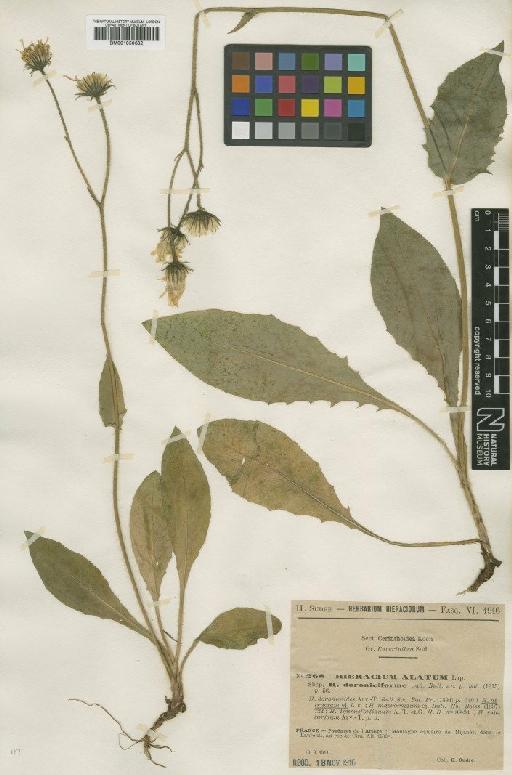 Hieracium mougeotii subsp. attractum (Arv.-Touv.) Zahn - BM001050682