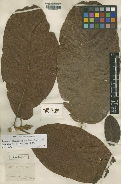 Sterculia rugosa R.Br. - BM000645797