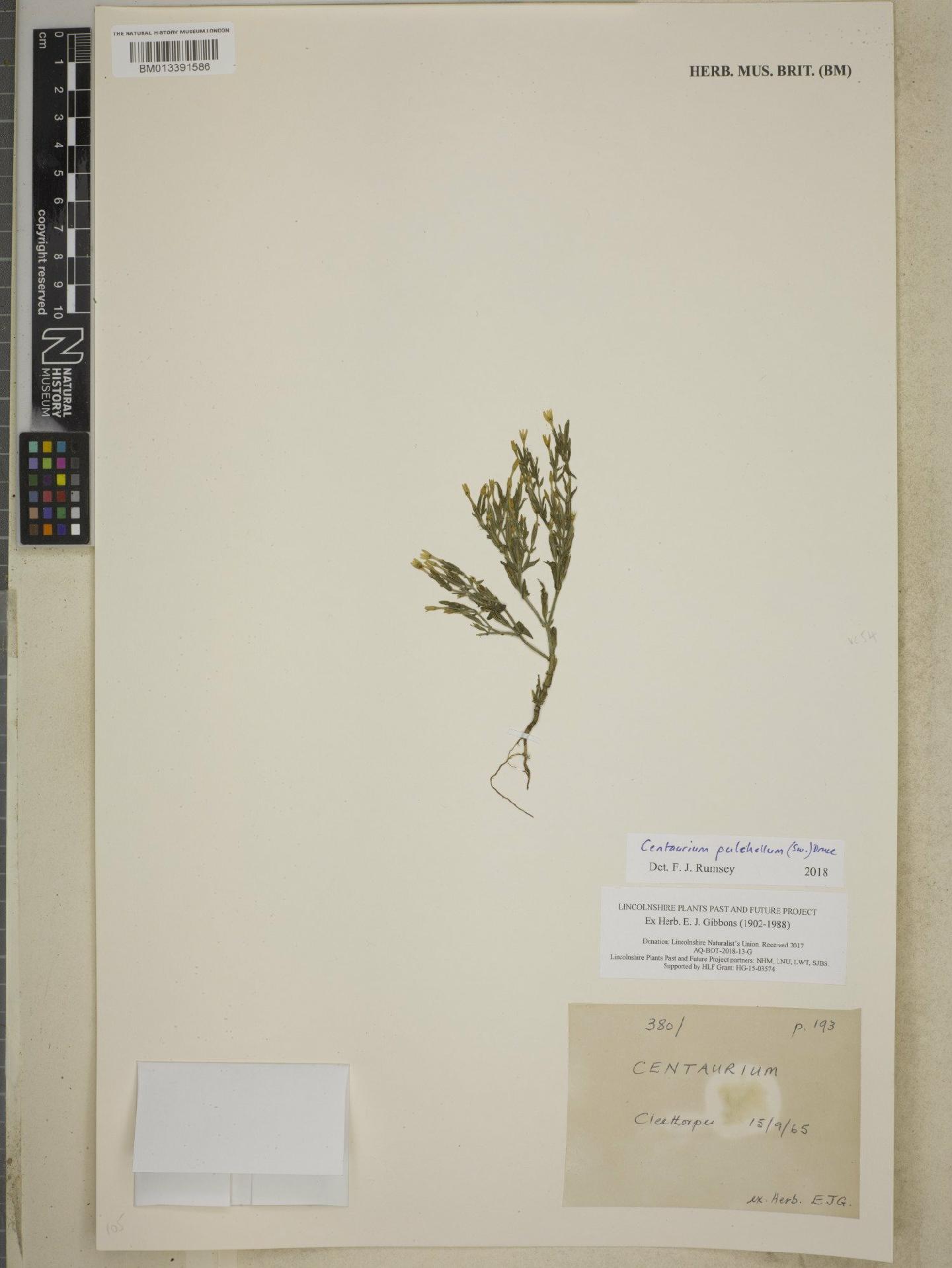 To NHMUK collection (Centaurium pulchellum (Sw.) Druce; NHMUK:ecatalogue:8595216)