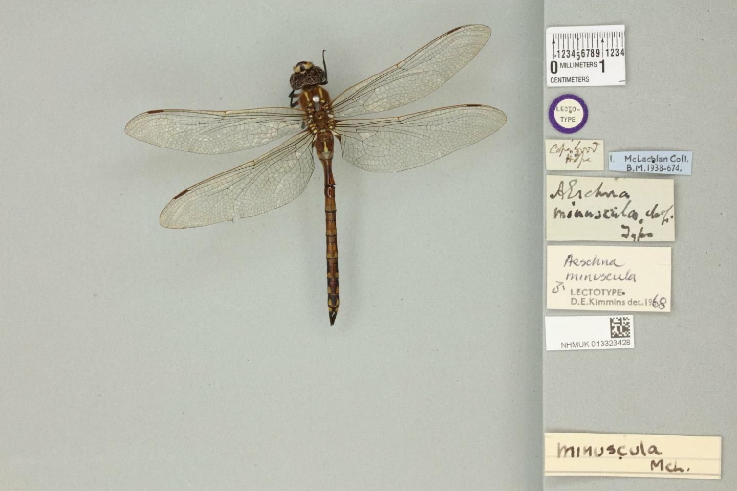 Aeshna minuscula
