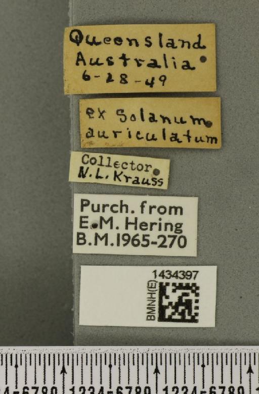 Bactrocera (Bactrocera) cacuminata (Hering, 1941) - Lyndsey_012359_label_28562