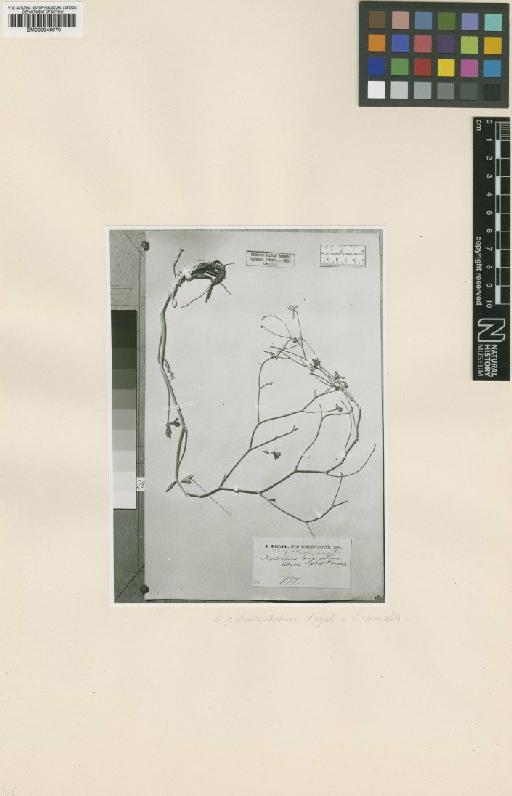 Delphinium longipedunculatum Regel & Schmalh. - BM000946070
