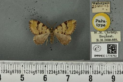 Colostygia pectinataria ab. nigrolineata Cockayne, 1950 - BMNHE_1778762_354413