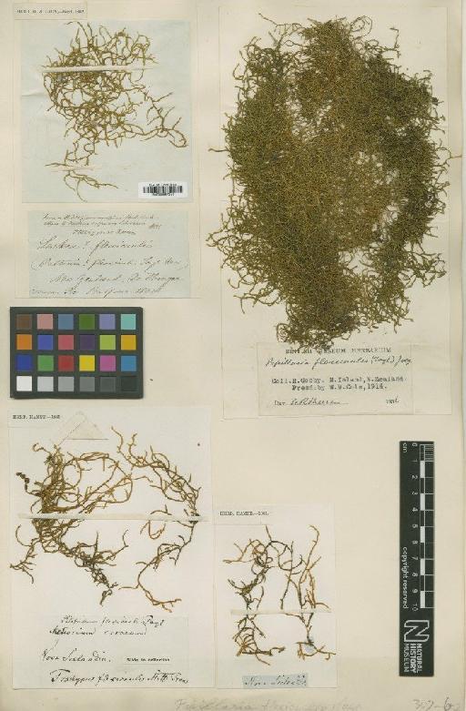 Papillaria flexicaulis (Wilson) A.Jaeger - BM000987371_a