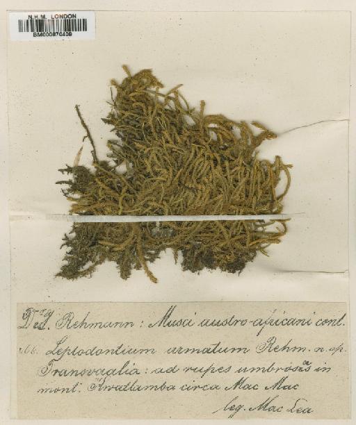 Leptodontium viticulosoides (P.Beauv.) Wijk & Margad. - BM000870409