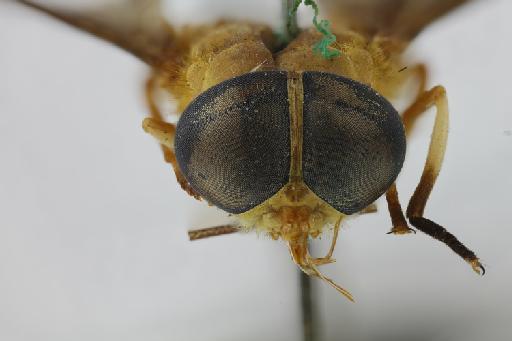 Catachlorops (Psalidia) rubiginosa (Summers, 1911) - NHMUK014427378_Dichelacera_rubiginosa_HT_female_head_frontal.jpg