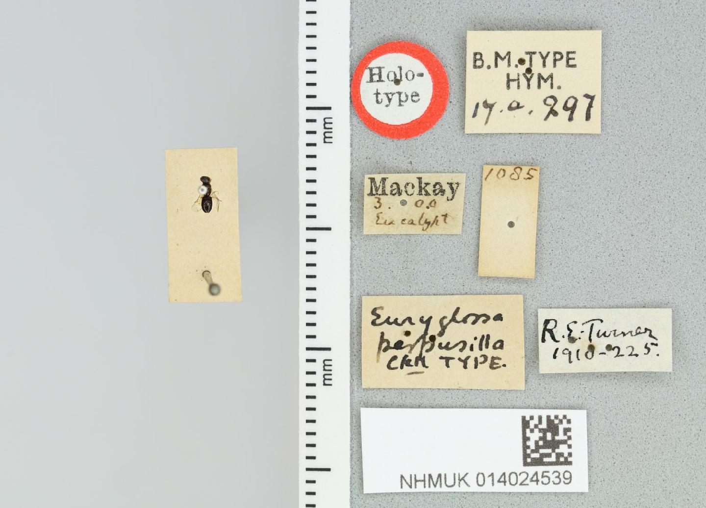 Euryglossina perpusilla thumbnail