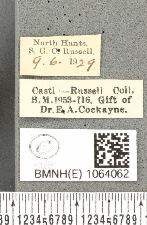 Coenonympha pamphilus ab. latiora Leeds, 1950 - BMNHE_1064062_label_25238