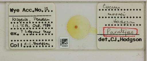 Coccus moorei Hodgson, 2021 - 014316085__