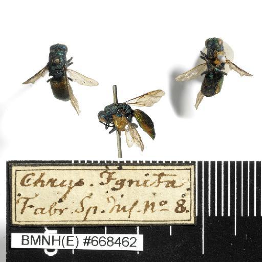 Chrysis ignita (Linnaeus, 1758) - Chrysis_ignita-BMNH(E)#668462-habiti