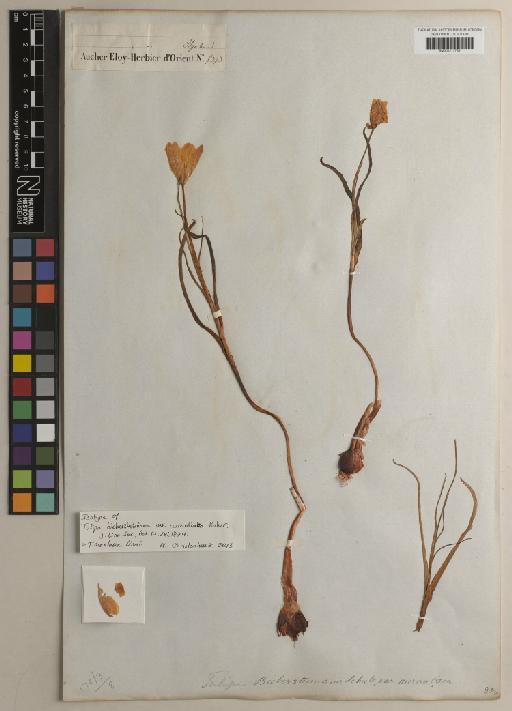 Tulipa montana Lindl. - BM001217785