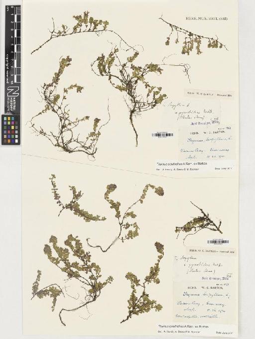 Thymus polytrichus subsp. britannicus (Ronniger) Kerguélen - BM001165611