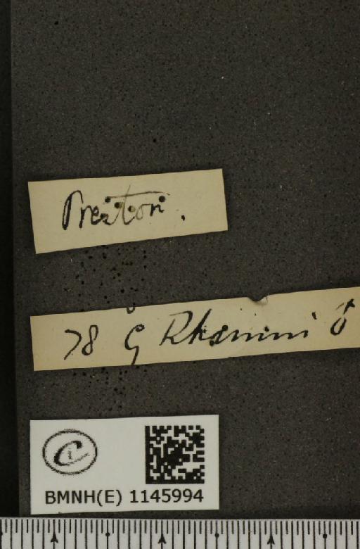 Gonepteryx rhamni (Linnaeus, 1758) - BMNHE_1145994_label_100193