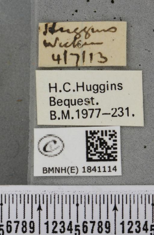 Lomaspilis marginata (Linnaeus, 1758) - BMNHE_1841114_label_419372