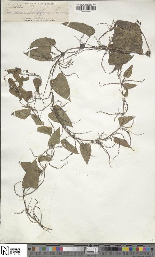 Dioscorea bulbifera L. - BM001049803