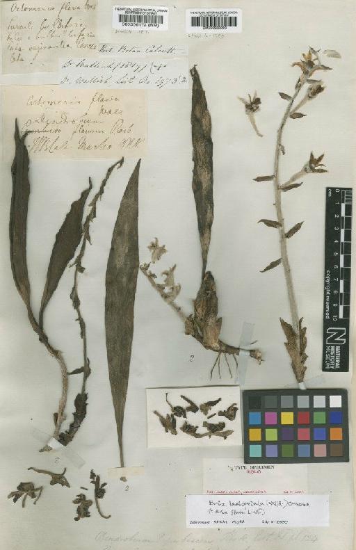 Dendrolirium lasiopetalum (Willd.) S.C.Chen & J.J.Wood - BM000506172