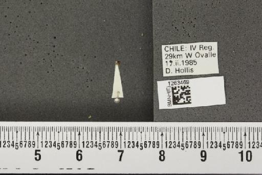 Russelliana adesmiae Burckhardt, D., 1987 - BMNHE_1263469_10988