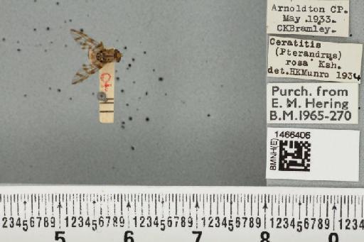 Ceratitis (Pterandrus) quilicii De Meyer et al., 2016 - BMNHE_1466406_26962