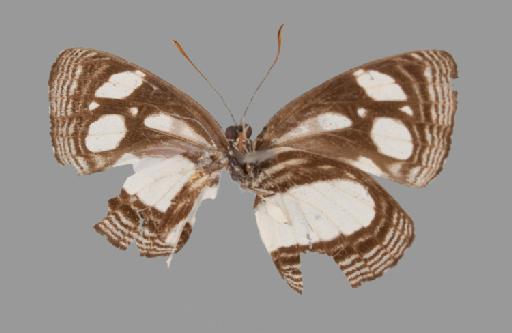 Neptis goochi - BMNH(E)#1719044_Neptis_goochi_Trimen_holotype_male_ventral