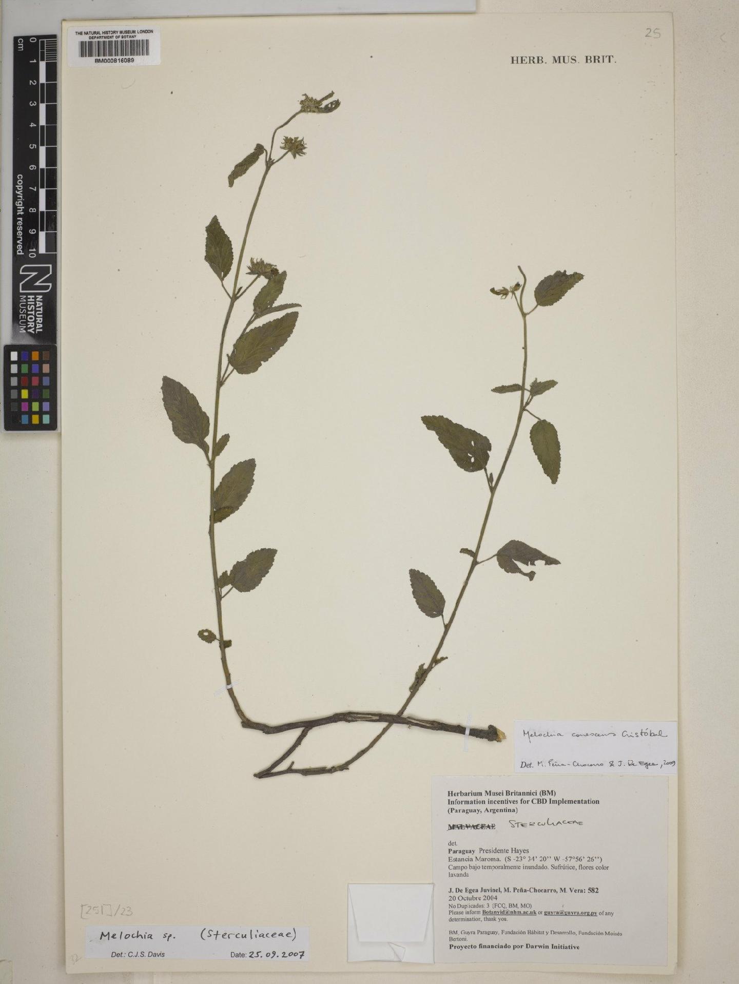 To NHMUK collection (Malvaceae Juss.; NHMUK:ecatalogue:4581723)