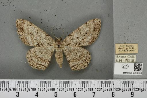 Hypomecis roboraria (Denis & Schiffermüller, 1775) - BMNHE_1908984_473777