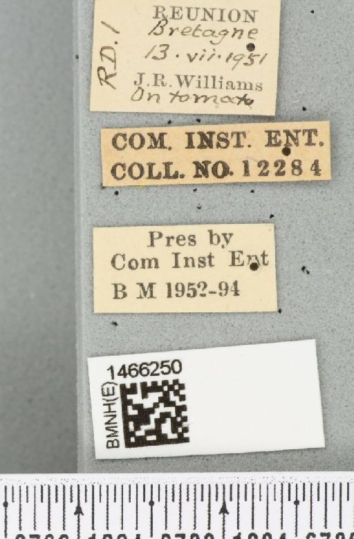 Neoceratitis cyanescens (Bezzi, 1923) - BMNHE_1466250_label_27040