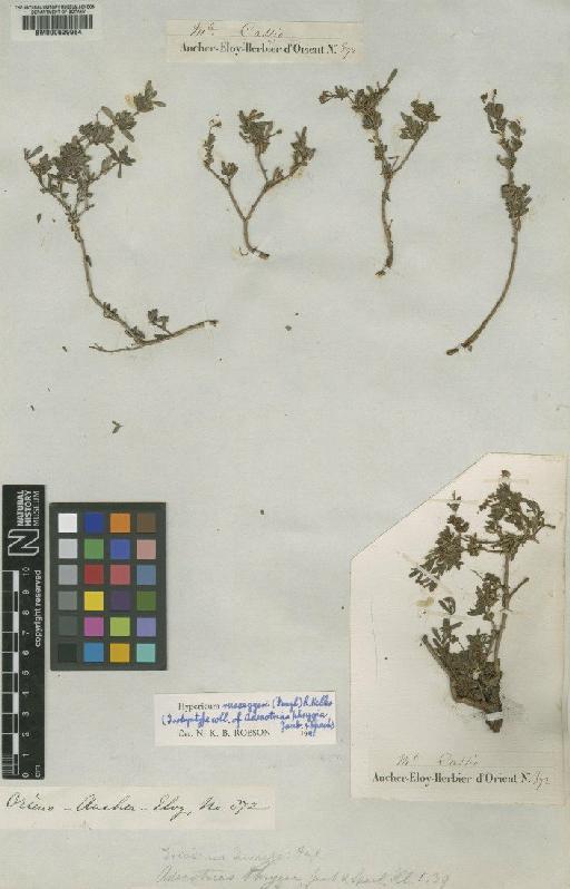 Hypericum russeggeri (Fenzl) R.Keller - BM000629984