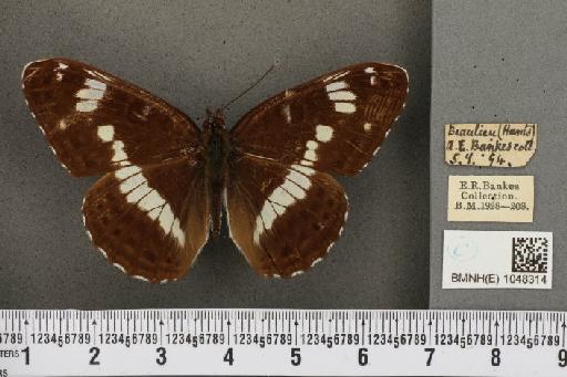 Limenitis camilla (Linnaeus, 1764) - BMNHE_1048314_43426