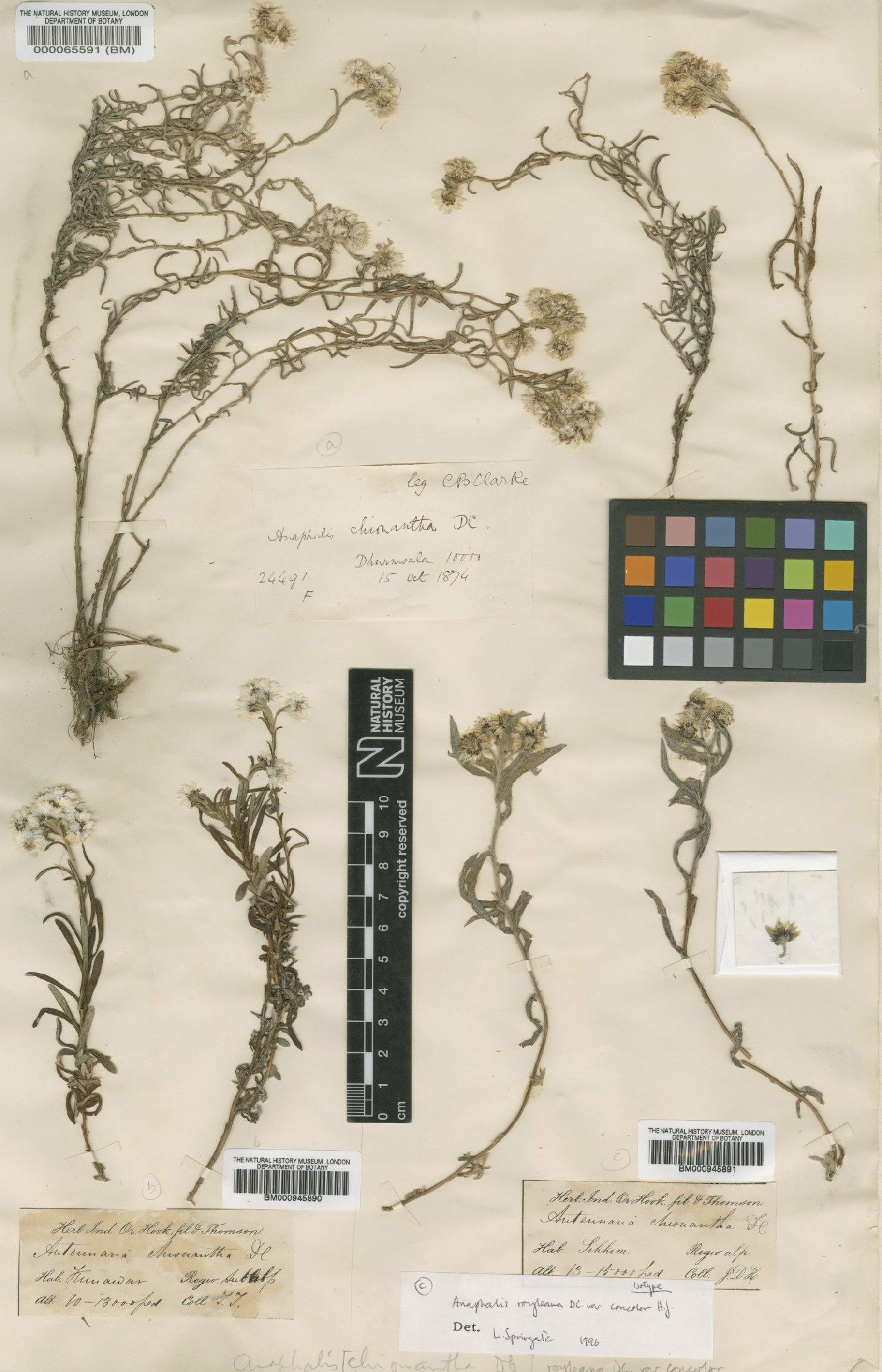 To NHMUK collection (Anaphalis royleana var. concolor Hook.f.; Isotype; NHMUK:ecatalogue:473337)