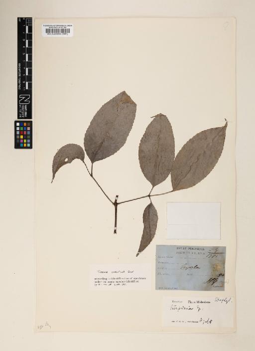 Dalrympelea ovalifolia (Elmer) Simmons - 000520946