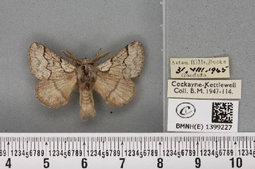 Trichiura crataegi (Linnaeus, 1758) - BMNHE_1399227_189607