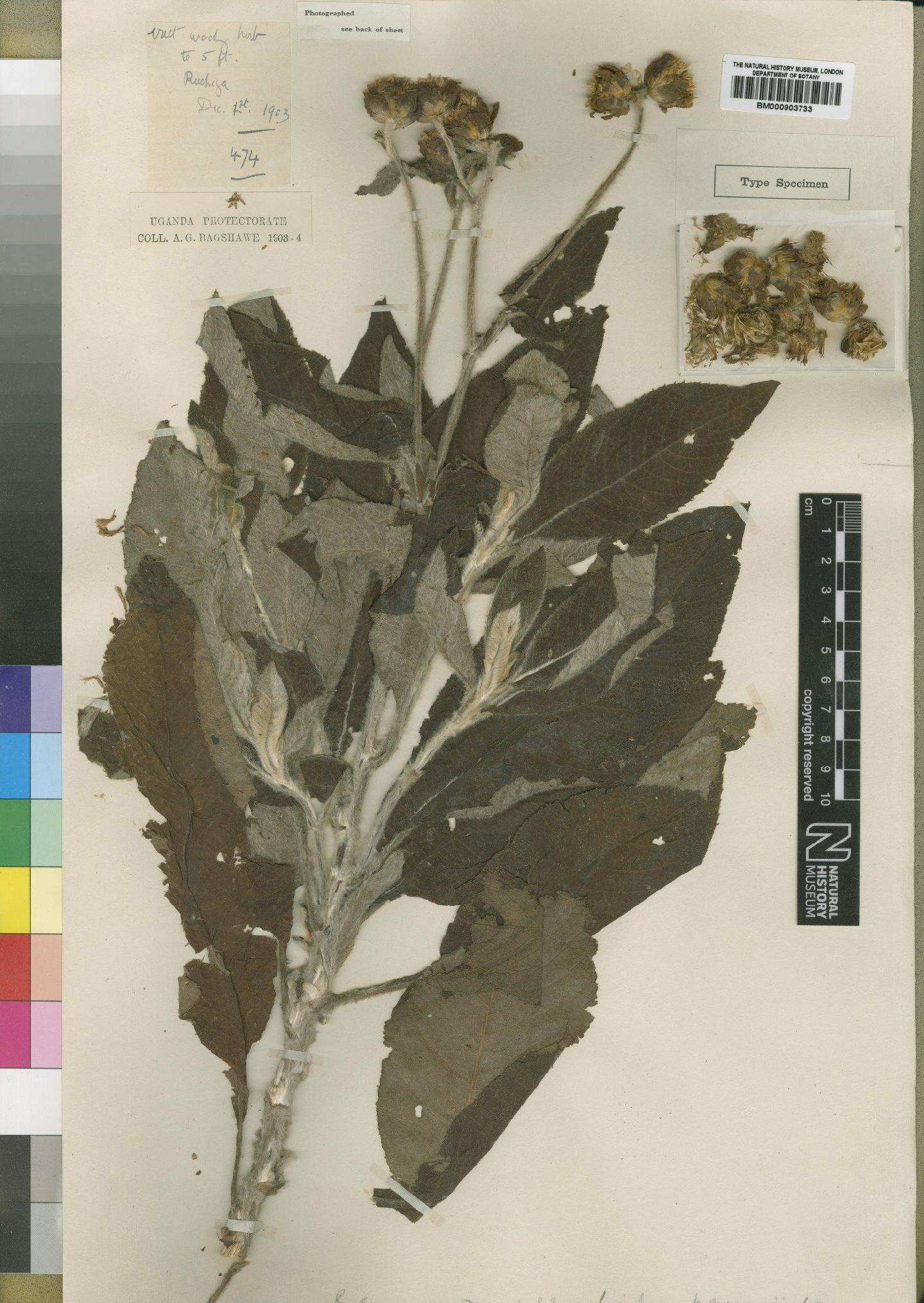 To NHMUK collection (Erlangea ugandensis Moore; Type; NHMUK:ecatalogue:4528739)