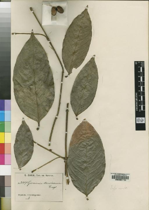 Garcinia densivenia Engl. - BM000611791