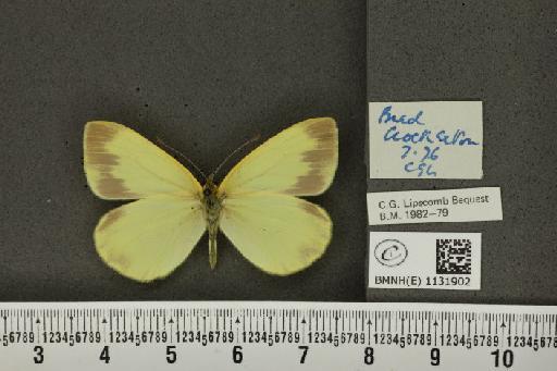 Pieris napi sabellicae Stephens, 1827 - BMNHE_1131902_87101