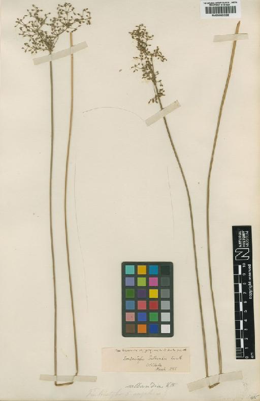 Fimbristylis salbundia Kunth - BM000832630_fimbristylis salbundia