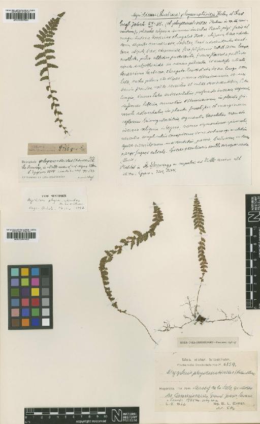 Amauropelta physematioides Christ & Kuhn - BM000937622