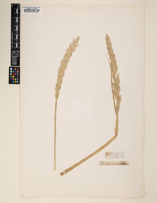 Elymus arenarius L. - 000064346