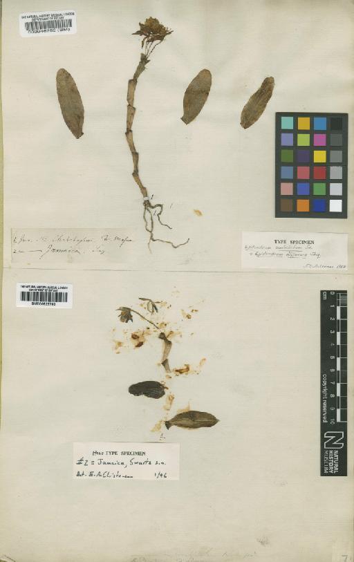 Epidendrum difforme Jacq. - BM000923783