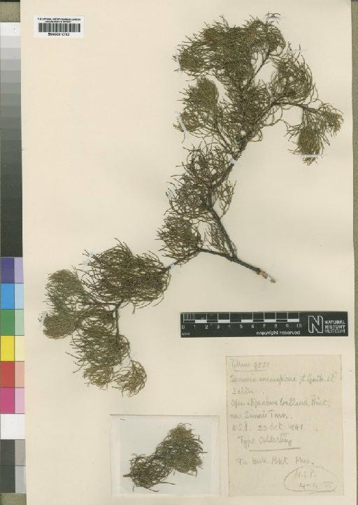 Serruria inconspicua L.Guthrie & T.M.Salter - BM000910763