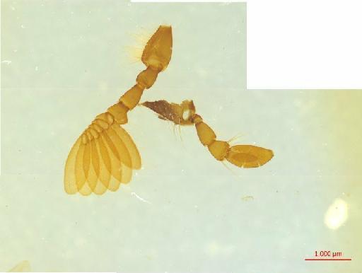 Lucanidae Latreille, 1804 - 010189964__