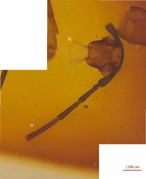 Lepturinae Latreille, 1802 - 010131248___11