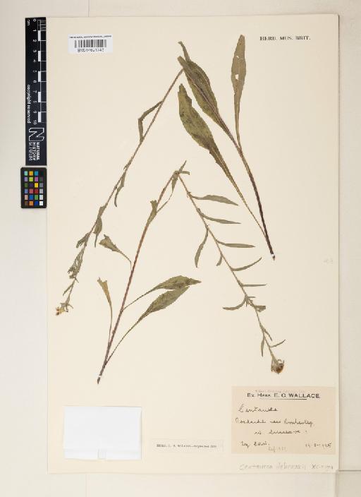 Centaurea debeauxii Gren. & Godr. × C. nigra L. - 014621745